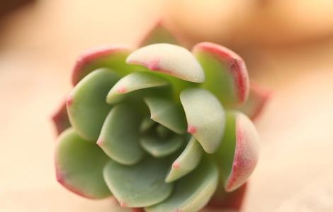 多肉种植技术之如何驱虫 多肉植物怎么防虫