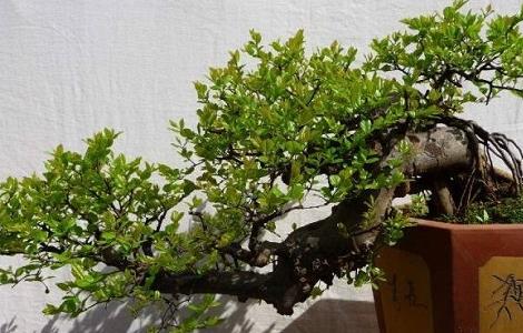 雀梅常见病虫害及防治措施 雀梅常见病虫害及防治措施视频