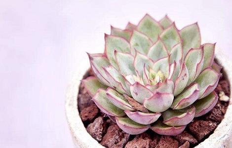 多肉冬季出现黑腐的原因（夏天多肉黑腐是什么原因）