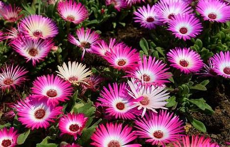 龙须海棠不开花怎么办(龙须海棠花期)