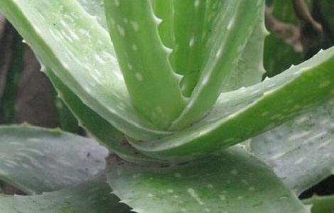 如何让芦荟安全越冬（芦荟怎么安全过冬）