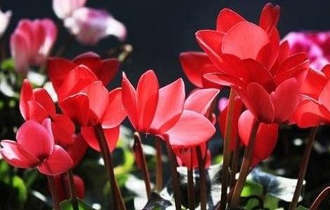 冬季养殖仙客来的禁忌（冬天仙客来的养殖方法和注意事项）