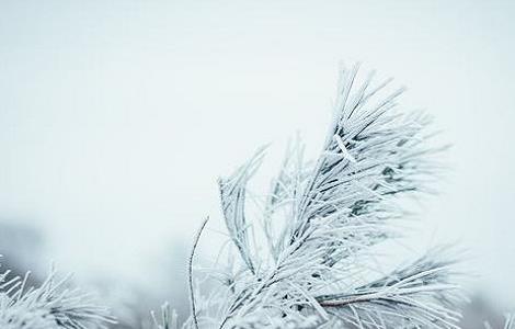 家庭养花常见问题解答 家庭养花的选择及注意事项