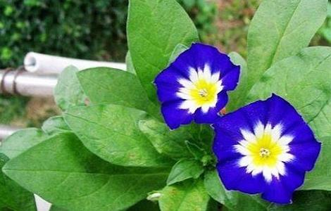 三色旋花种植技术 三色旋花种植技术要点