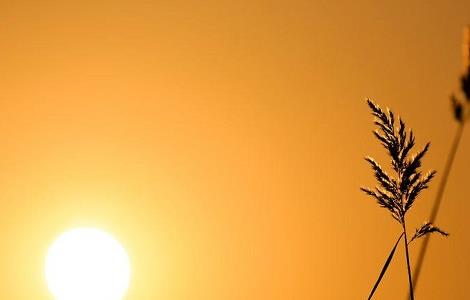 水培植物越冬技巧 水培植物冬季