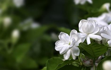 常见盆栽冬天死亡原因及养护方法 常见盆栽冬天死亡原因及养护方法