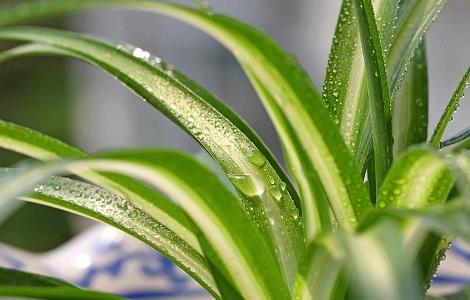 最适合新手种植的植物(最适合新手种植的植物是什么)