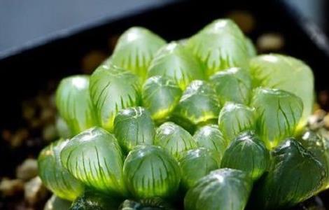 玉露干瘪之后怎么办 玉露变干瘪能恢复吗