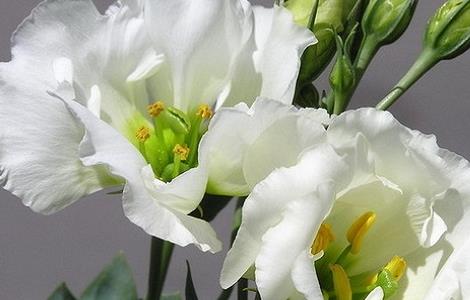 洋桔梗能不能放卧室（洋桔梗能不能放卧室?）