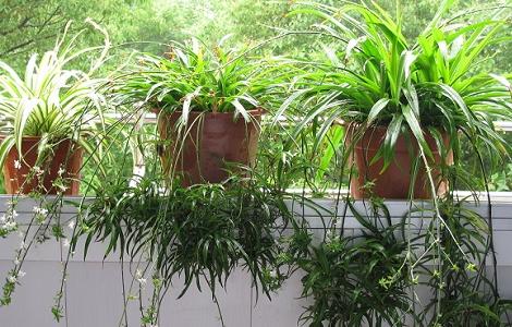 适合在冬季养在卧室的花 适合在冬季养在卧室的花卉