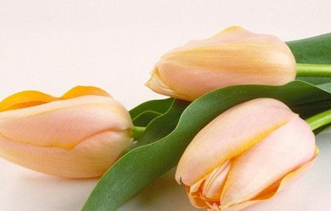 圣诞节送什么花比较好(圣诞节送什么花比较好看)