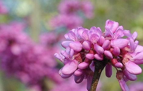 如何使紫荆在元旦开花（紫荆花开花的过程）