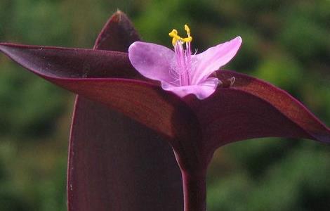 紫竹梅的水培方法（紫竹梅怎么水培）