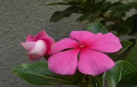 五叶梅的种植方法 五叶梅的养殖方法