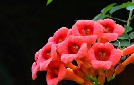 凌霄花的种植方法及注意事项 凌霄花的种植方法和注意事项