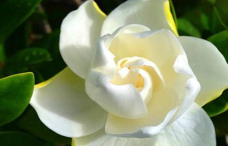 栀子花冬天会冻死吗 栀子花冬天怎么养才能安全过冬?