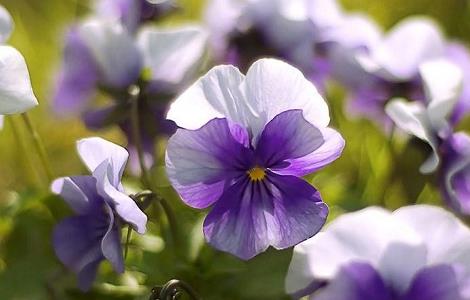 怀孕家里适合养什么花（怀孕家里适合养什么花草）