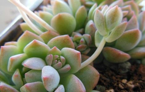 子持白莲的养殖方法和注意事项(子持莲花的养殖方法)