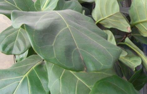 琴叶榕为什么长锈斑（琴叶榕为什么会长锈斑）