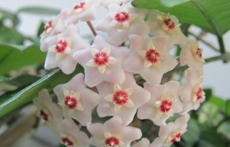 球兰怎么养才能开花 球兰怎么养才能开花球尝