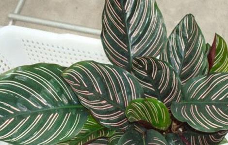 双线竹芋的养殖方法和注意事项 竹芋的养殖方法和注意事项