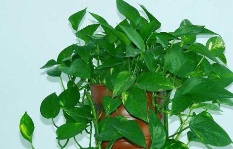 绿萝冻伤了怎么办 绿萝冻伤了怎么办小妙招