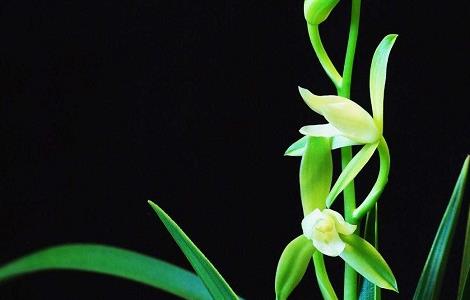 兰花如何过冬（兰花过冬如何养护）