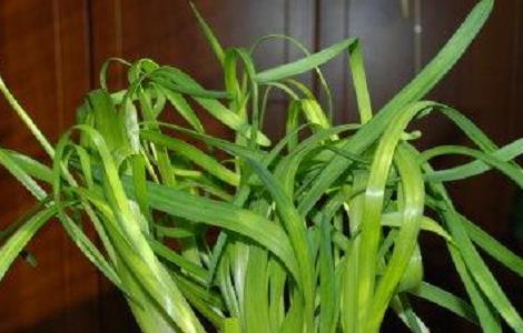 水仙花叶子太长怎么办 水仙花叶子太长怎么办视频