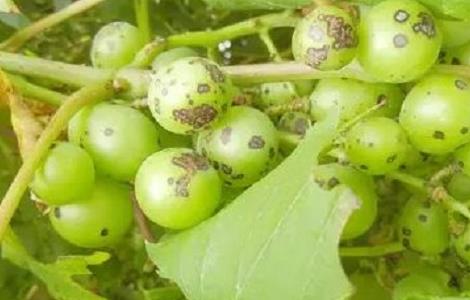 葡萄黑痘病防治措施（葡萄黑痘病防治措施视频）