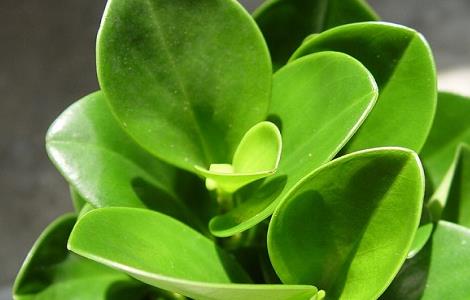 豆瓣绿有毒吗 轮叶豆瓣绿有毒吗