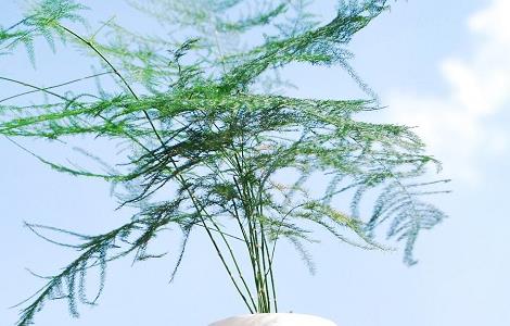 5种适合室内养的竹子 门口种竹子风水十大禁忌