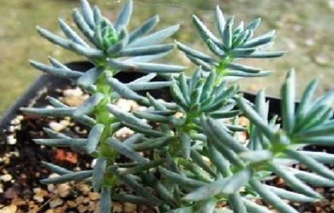 多肉塔松的养殖方法（怎样用松塔养多肉）