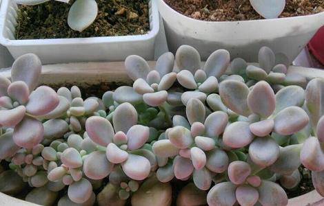 艾伦多肉植物养殖方法 多肉艾伦的养殖方法和注意事项