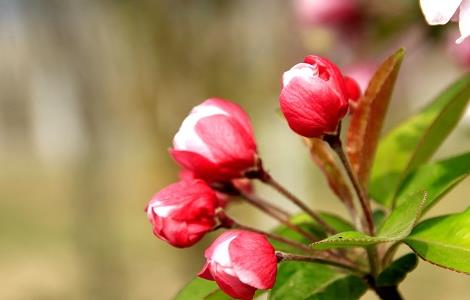 秋海棠和海棠的区别（海棠四大品种）