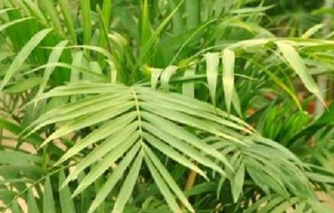 夏威夷椰子怎么浇水（夏威夷椰子树怎么浇水）