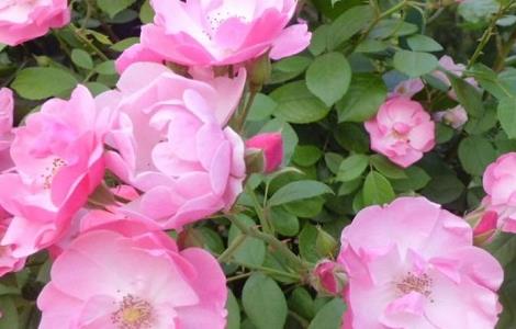 藤本月季为什么不开花（藤本月季为什么不开花只长叶子）