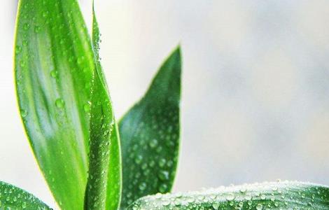 富贵竹养几根最好 富贵竹怎么生根快