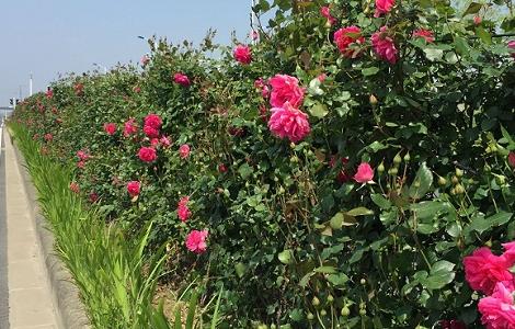 藤本月季怎么修剪(爬藤月季需要修剪吗)