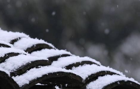 藤本月季越冬方法 藤本月季越冬方法视频