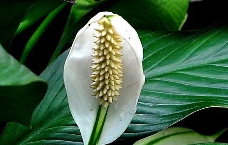 白鹤芋叶子蔫了怎么办（白鹤芋叶子为什么蔫了）