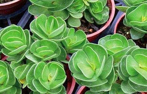 金钱木叶子发黄怎么办 金钱木叶子发黄怎么办夏季