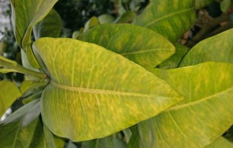 冬天室内植物叶子发黄怎么办(冬天家里的植物叶子发黄怎么办)