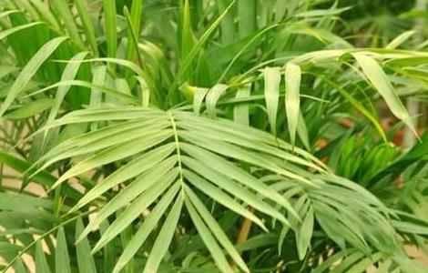 夏威夷椰子的养殖方法和注意事项 夏威夷椰子树的养殖方法