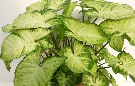 合果芋能放在卧室吗（合果芋可以放卧室吗）