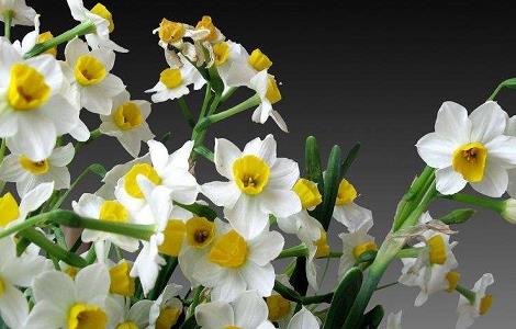 水仙花为什么不开花（水仙花几月开）