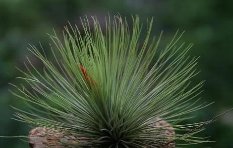 空气凤梨的养殖方法(空气凤梨的养殖方法详细图解)