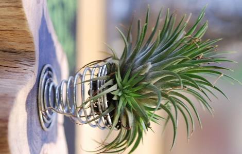 空气凤梨有什么作用 空气凤梨的作用