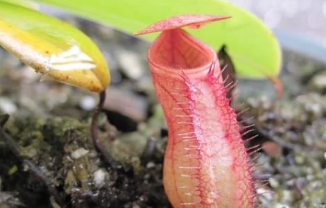 猪笼草为什么不长笼子（猪笼草为什么不长笼子里面）