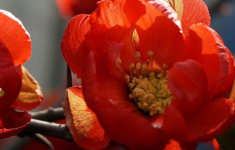 长寿海棠和长寿花区别 长寿花和海棠的区别