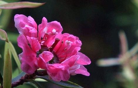 松红梅叶子干枯卷起怎么办（松红梅叶子干枯卷起怎么办呢）